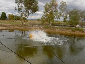 Aquaponics Australia Pic 5 - Marron ponds