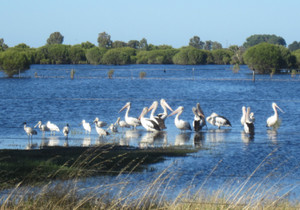 Aquaponics Australia Pic 2 - What a paradise we have how lucky we are