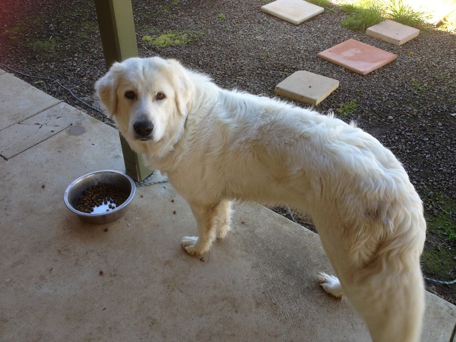 Aneta's Paws & More Pic 1 - A gentle giant that eats at a snails pace a real gem