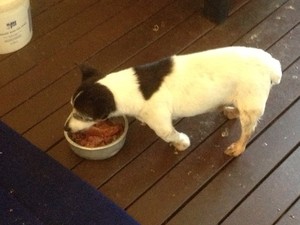 Aneta's Paws & More Pic 5 - And this lovely old man was happy to have his visit a good pat and chat followed by his meal in his usual place