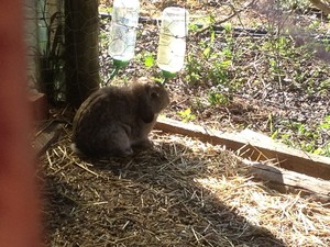 Aneta's Paws & More Pic 3 - This friendly little bunny loved drinking her fresh water each day