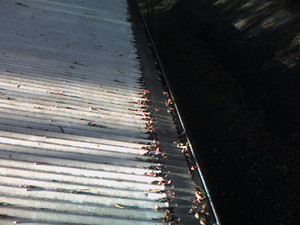 Gutter Mesh Pic 2 - after Gutter Mesh