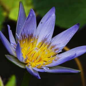 Helan Mobile Massage Pic 2 - The Beauty of a Lotus is within