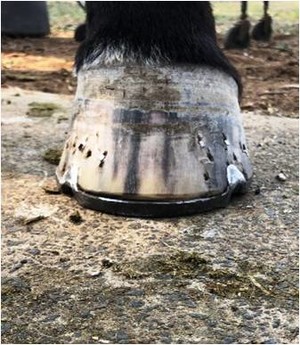 S & B Professional Farrier Service Pic 4