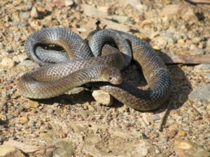 snake ace Pic 5 - Brown Snake captured and relocated from Warrandyte property