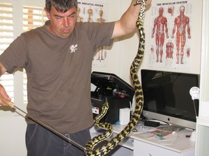 snake ace Pic 3 - Cape York carpet python captured inside house