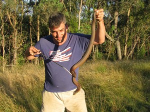 snake ace Pic 2 - Copperhead removed from Lower Plenty property