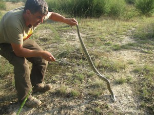 snake ace Pic 4 - Tiger Snake captured and relocated from Lower Plenty property