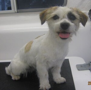 Canterbury Dog Grooming Pic 3