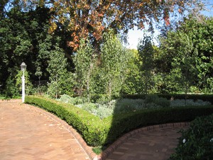 Ralph Lindsey Landscapes Pic 4 - buxusfaulkner hedge with ornamenal pears and lavendar