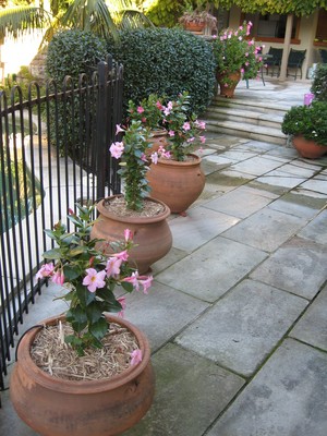 Ralph Lindsey Landscapes Pic 3 - dipladenas terracota pots