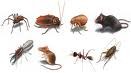 Pest Preventions R Us Pic 2