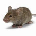 Pest Preventions R Us Pic 5 - RATS MICE Specialist