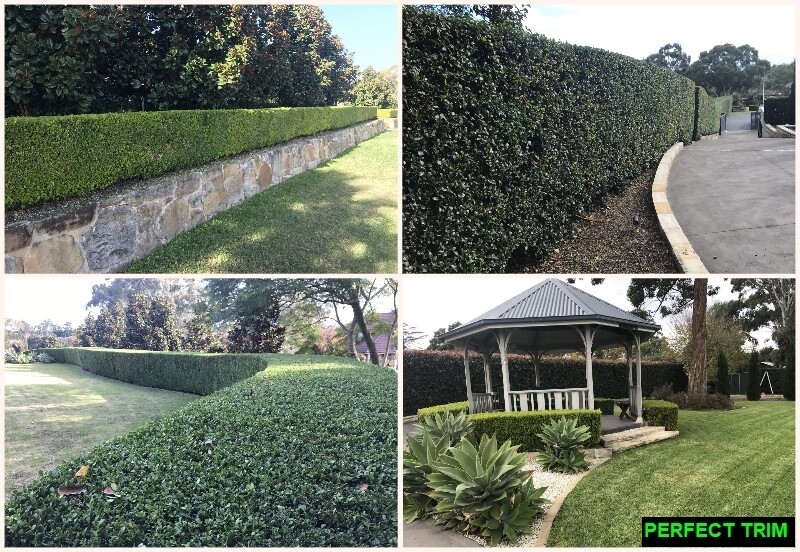 Perfect Trim Landscape Services Pic 1