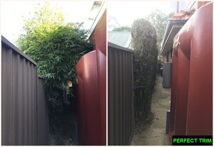 Perfect Trim Landscape Services Pic 5