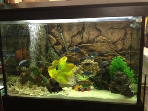 Minto Pets Pic 4 - fish quarium products