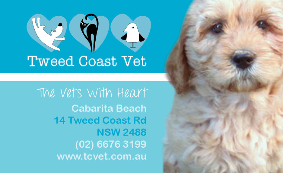 Tweed Coast Vet Pic 1