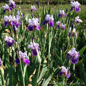 Sunshine Iris Nursery Pic 5