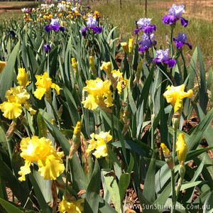 Sunshine Iris Nursery Pic 4 - Azure Angel Bahloo