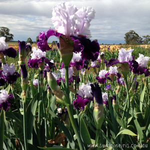 Sunshine Iris Nursery Pic 3 - Dinner Talk