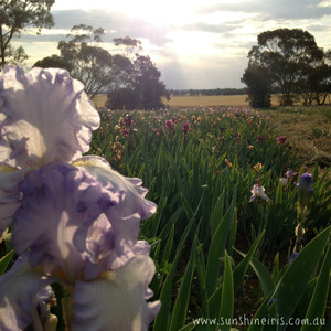 Sunshine Iris Nursery Pic 2 - Sunshine Iris Nursery at dusk