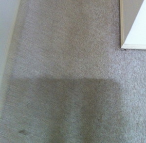 Pacmate Services - Gold Coast Pic 5 - During Carpet Cleaning