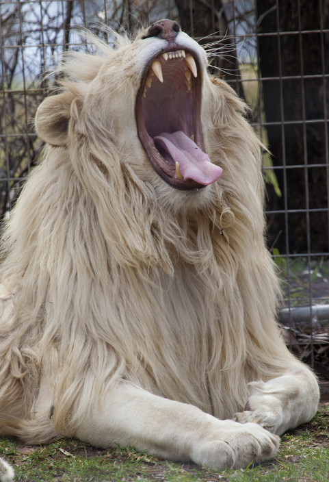 Darling Downs Zoo Pic 1