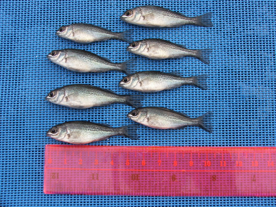 Searle Aquaculture Pic 1 - Silver Perch fingerlings