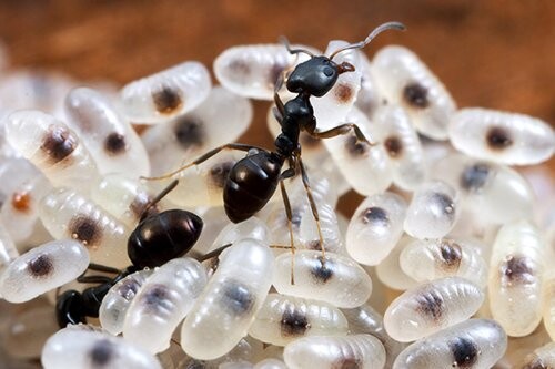 Pest Control Gidgegannup Pic 1