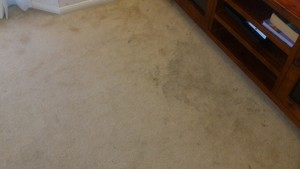 Plush Carpet Care And Pest Control Pic 2 - Food and drink spills on carpet before steam cleaning picture 1 of 3