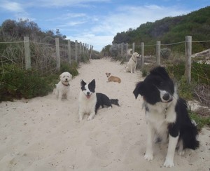 Perth Dog Walking Pic 2