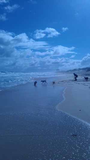 Perth Dog Walking Pic 5