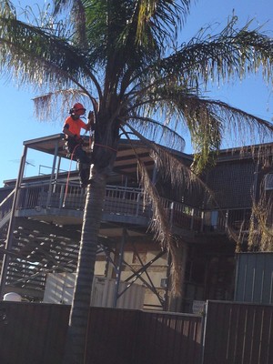 Shire Gardening Pic 3 - Arborist Cert Taking down a palm