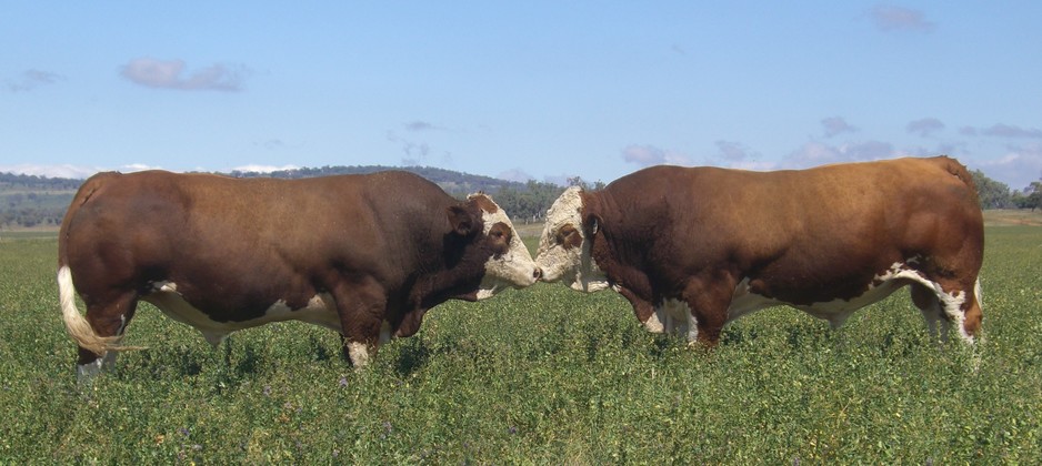 BARANA SIMMENTALS Pic 1 - Breeding Cattle for the Commercial Minded since 1980