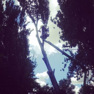 TreeCo Arboricultural Services Pic 4 - Removal using an EWP