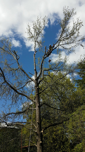 TreeCo Arboricultural Services Pic 5 - Climbing Rigging