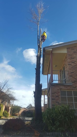 TreeCo Arboricultural Services Pic 3 - A small removal from the front of a local townhouse