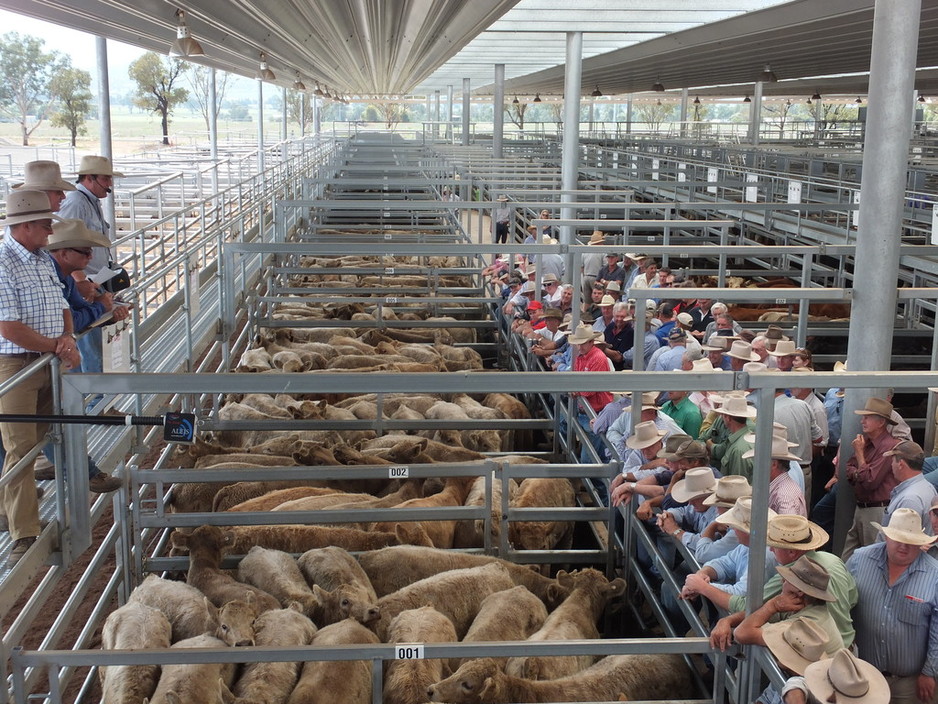 Tamworth Livestock Selling Agents Association (TLSAA) Trading as