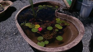 Houghton Hills Goldfish Hatchery & Waterplant Nursery Pic 4 - plants and goldfish for all sizes of ponds dams aquariums