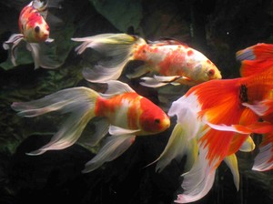 Houghton Hills Goldfish Hatchery & Waterplant Nursery Pic 3