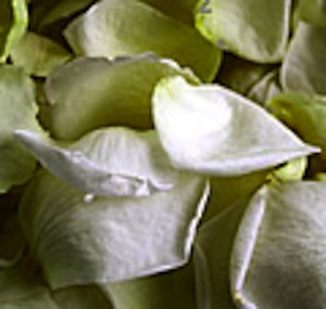 Conway Rose Petals Pic 4