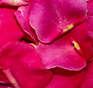 Conway Rose Petals Pic 5