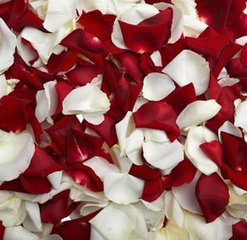 Conway Rose Petals Pic 1