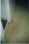 AAA Shower Seal Pic 3 - water stain on carpet near shower