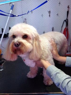 Top Dogz Mobile Grooming & Dog Wash Pic 3