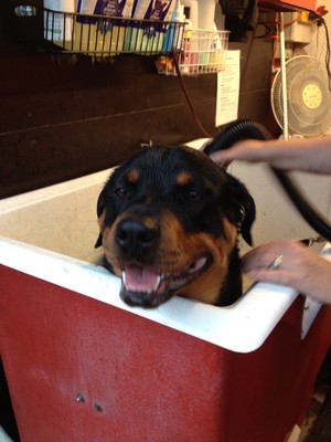 Top Dogz Mobile Grooming & Dog Wash Pic 4