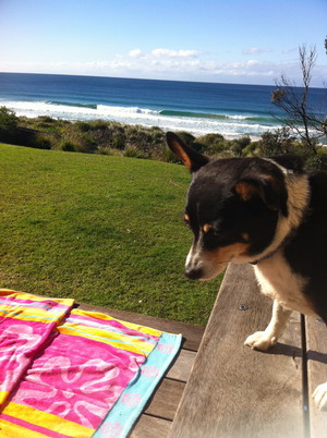 The Beach House Culburra Pic 2 - Pet Friendly Accomodation Beachfront