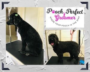 Pooch Perfect Groomer Pic 4 - Jovi Before After