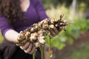 Mavis's Kitchen and Cabins Pic 4 - Organic food gardens to nourish the body and soul