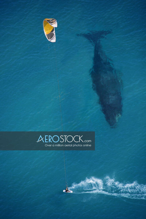 AeroStock Pic 1 - This aerial image of a surfer whale in the Gold Coast is available for purchase in high resolution at wwwaerostockcomau Copyright protected AeroStock all rights reserved